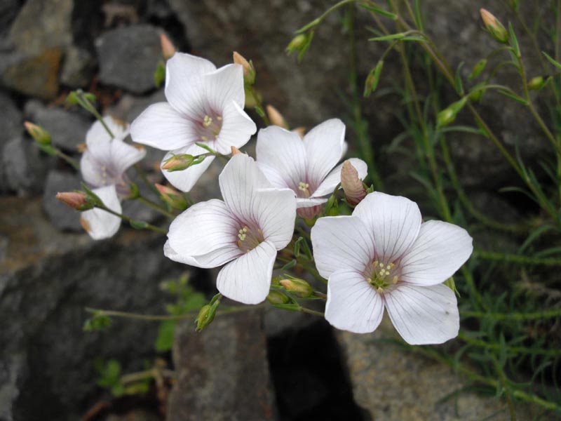 Linum suffruticosum ssp appressum photo